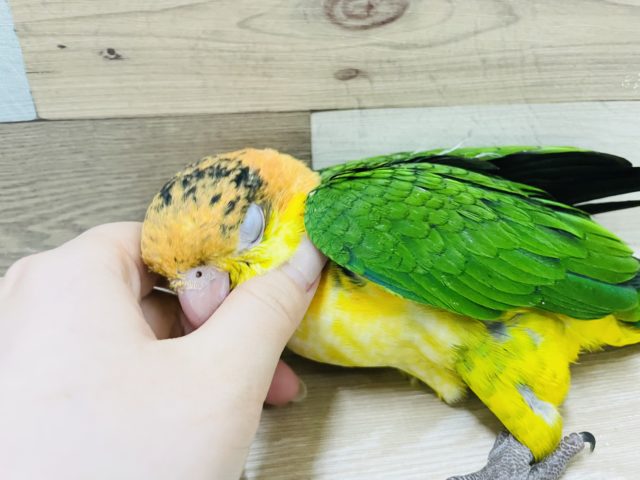 シロハラインコ