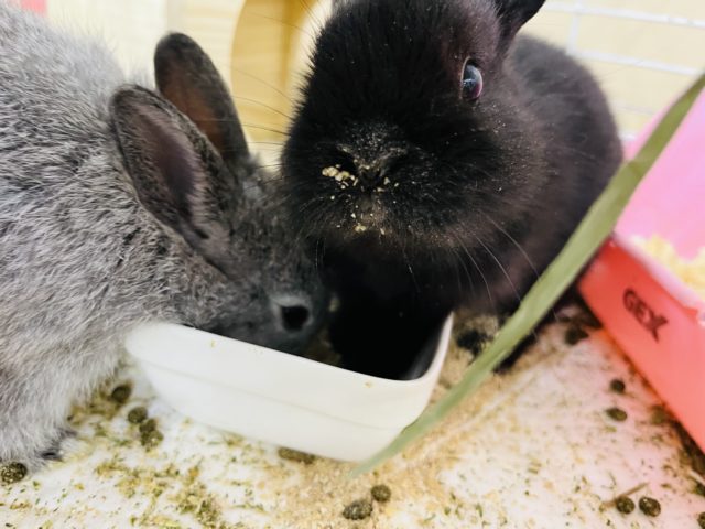 ネザーランドドワーフ