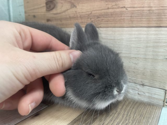 ネザーランドドワーフ