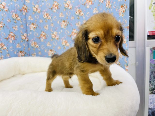 ミニチュアダックス