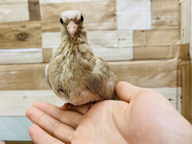 ジュズカケバト