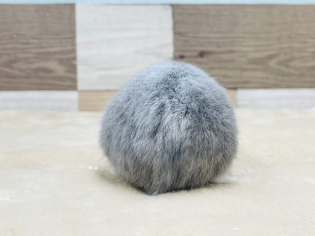 ロシアンブルーハムスター