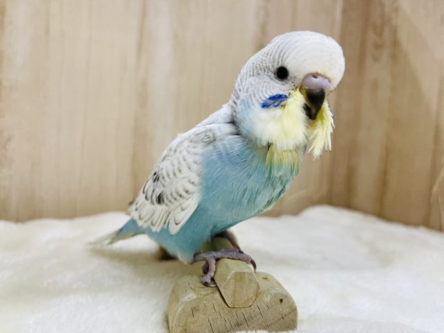 ジャンボセキセイインコ