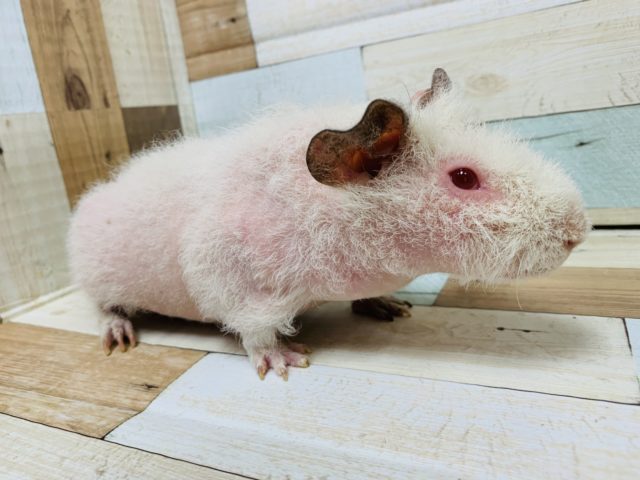 スキニーギニアピッグ