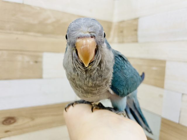 オキナインコ