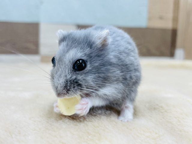 ロシアンブルーハムスター