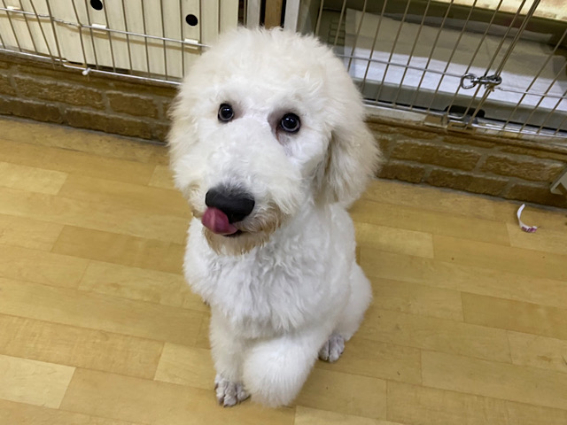 スタンダードプードル