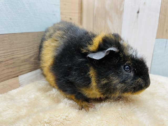 クレステッドモルモット