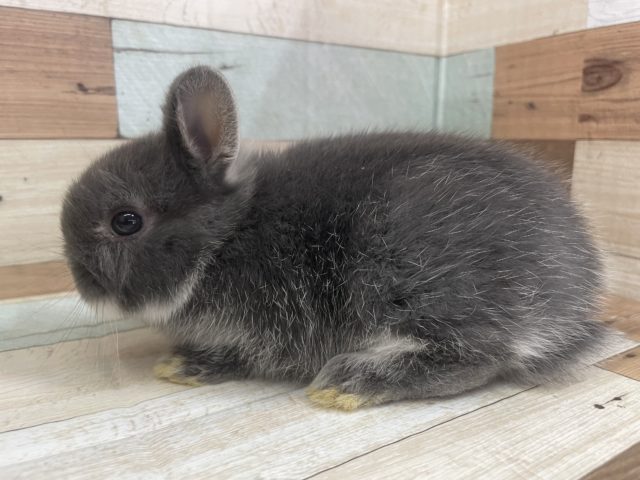 ネザーランドドワーフ