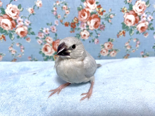 シルバー文鳥