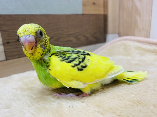 セキセイインコ