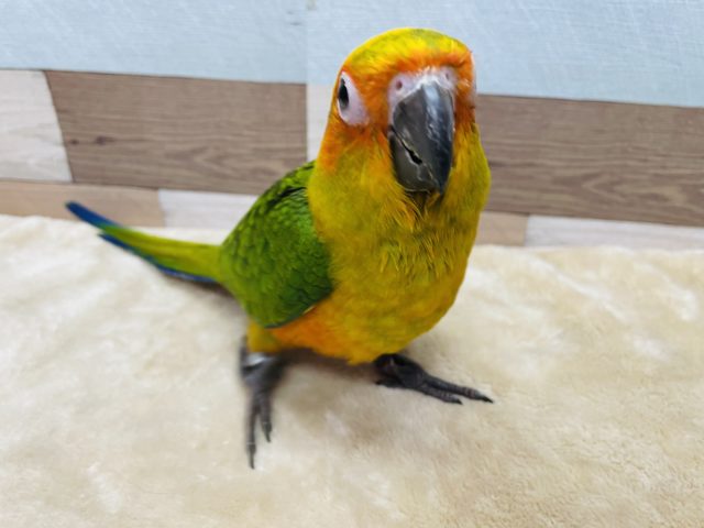 コガネメキシコインコ