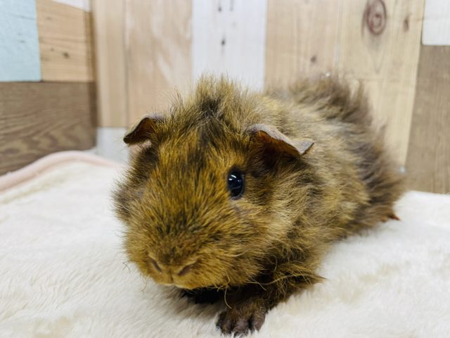 テッセルモルモット