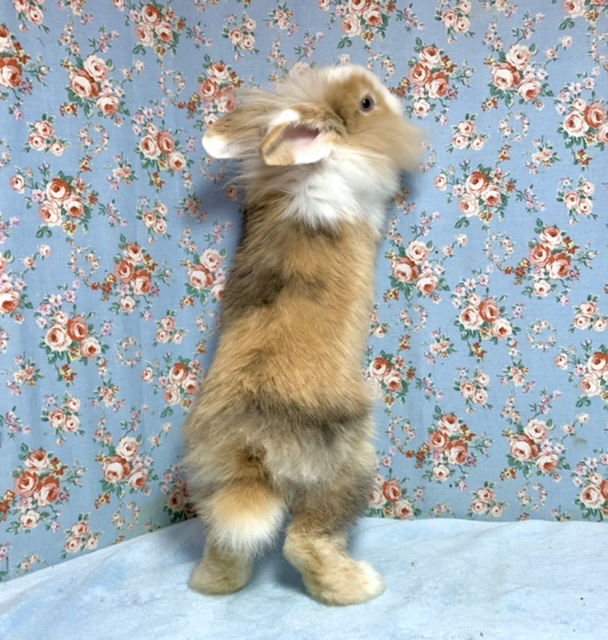 アメリカンファジーロップ