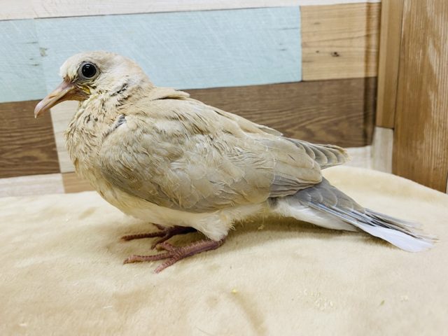 ジュズカケバト