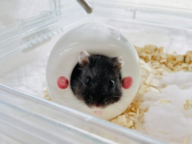 リアルブラックハムスター