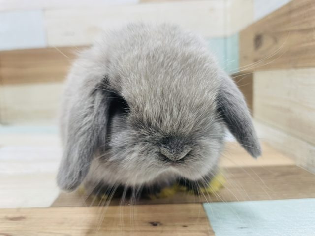 ホーランドロップ