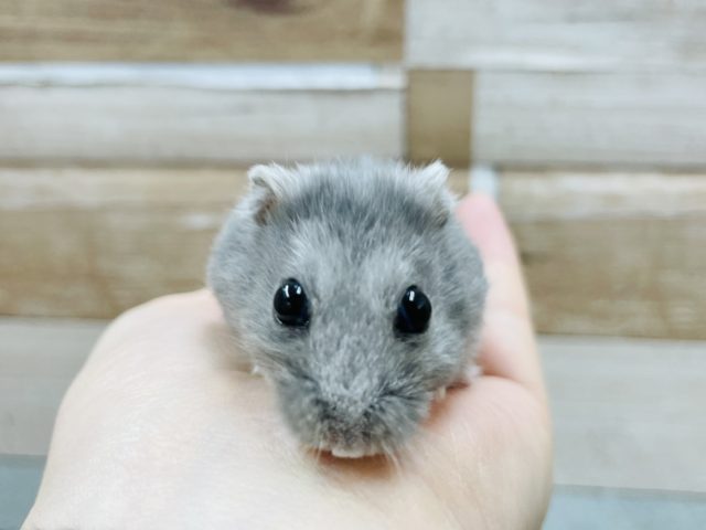 ロシアンブルーハムスター