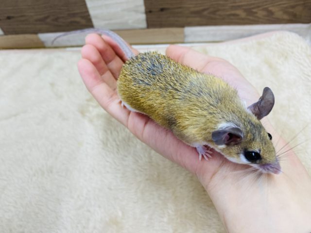 カイロトゲマウス