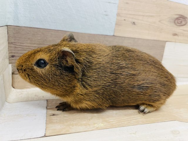 イングリッシュモルモット