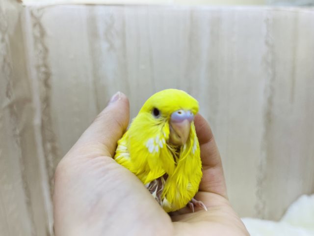 ジャンボセキセイインコ