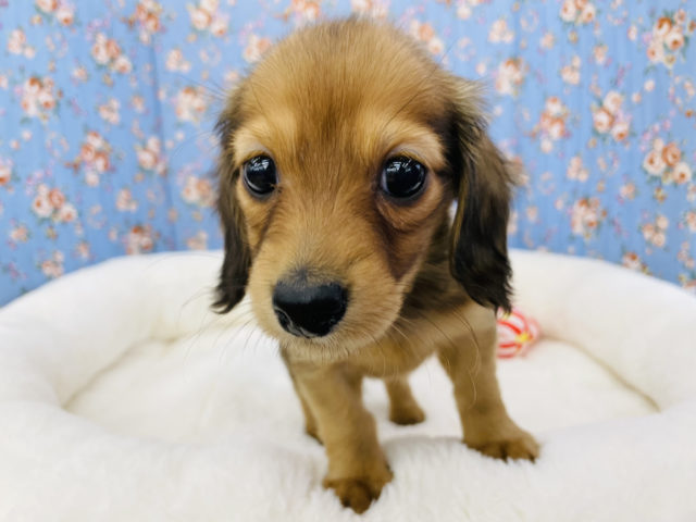 ミニチュアダックス