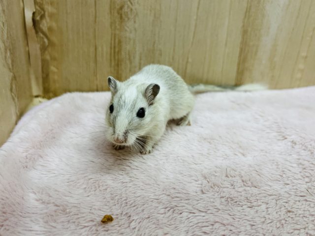 カラージャービル（スナネズミ）