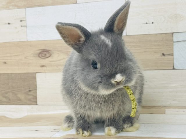 ネザーランドドワーフ