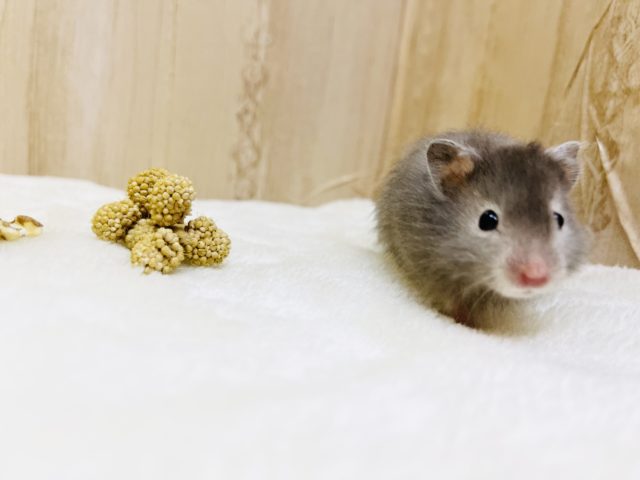 ゴールデンハムスター