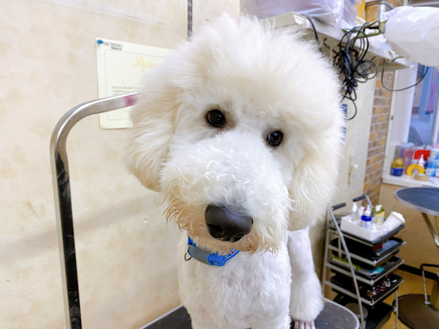 スタンダードプードル