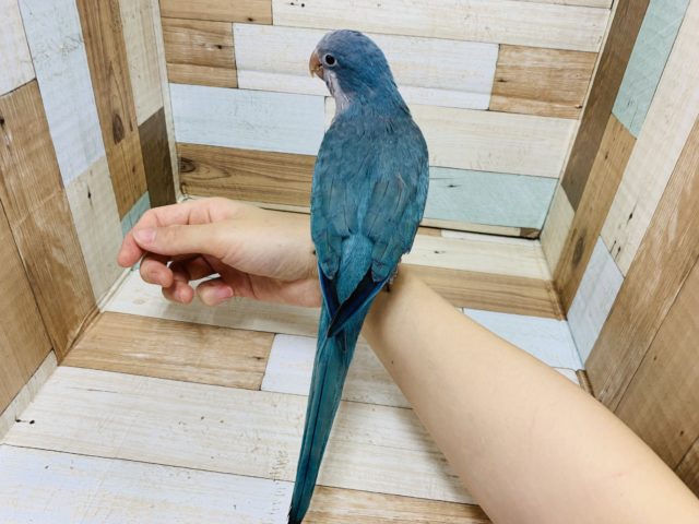 オキナインコ