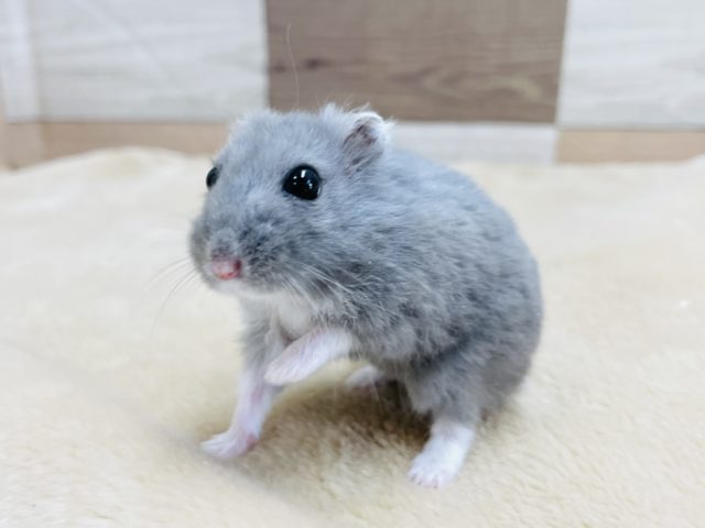 ロシアンブルーハムスター
