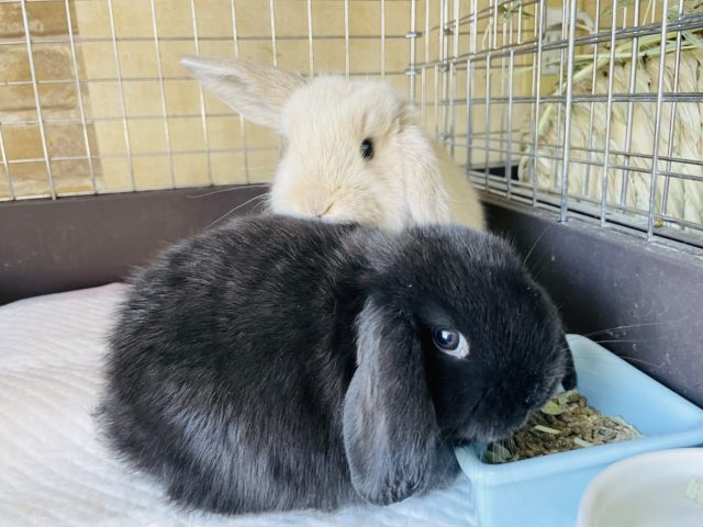 ホーランドロップ