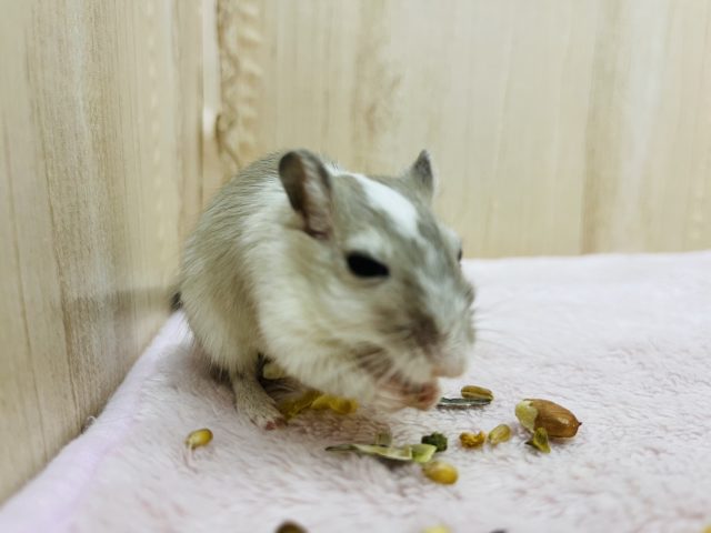 カラージャービル（スナネズミ）