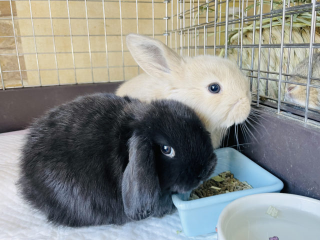 ホーランドロップ