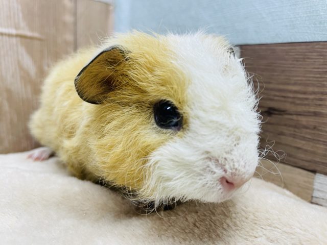 テッセルモルモット