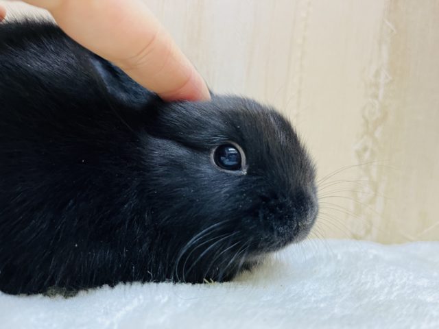 ネザーランドドワーフ