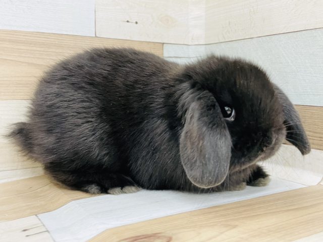 ホーランドロップ