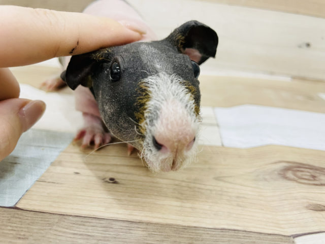 スキニーギニアピッグ