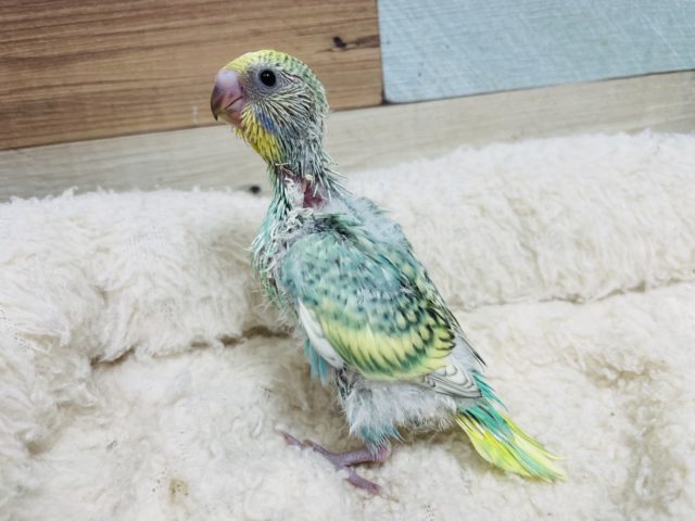 セキセイインコ