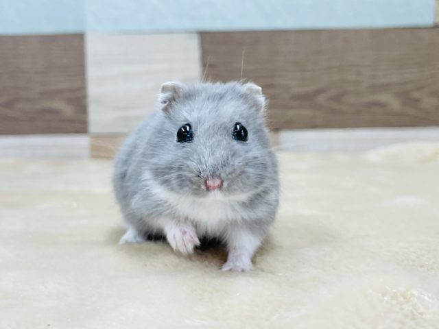 ロシアンブルーハムスター