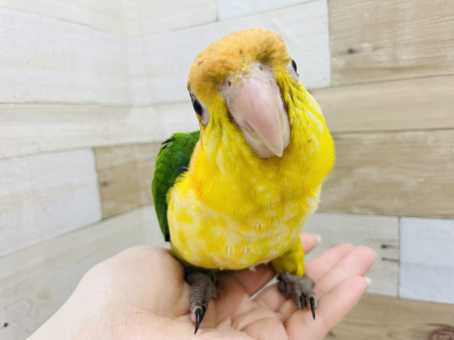 シロハラインコ
