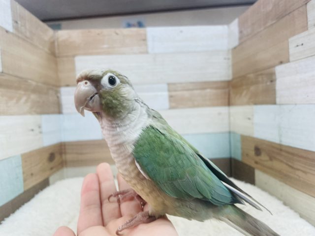 ホオミドリウロコインコ