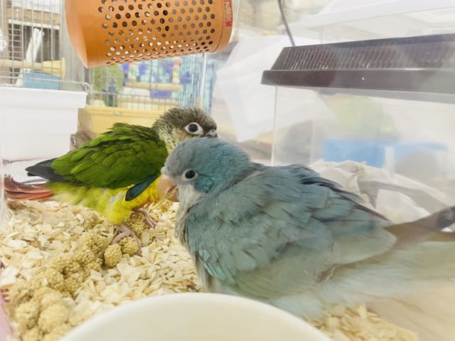 オキナインコ