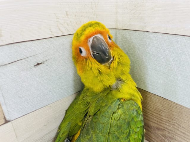 コガネメキシコインコ