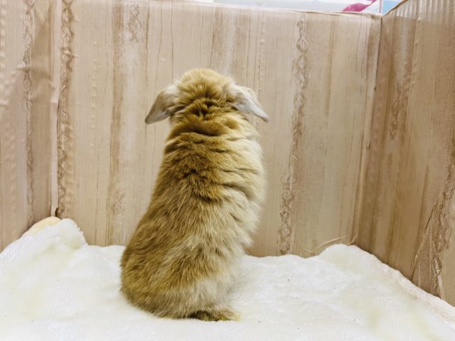 ホーランドロップ