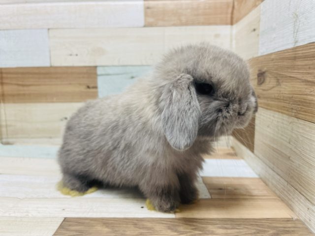 ホーランドロップ