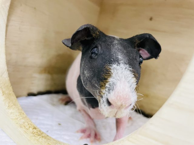 スキニーギニアピッグ