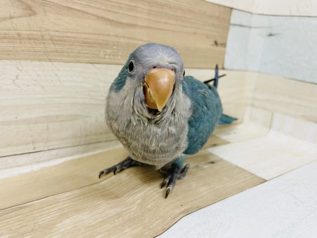 オキナインコ