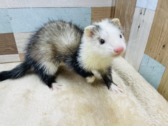 フェレット